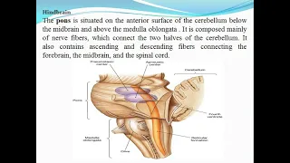 Hindbrain