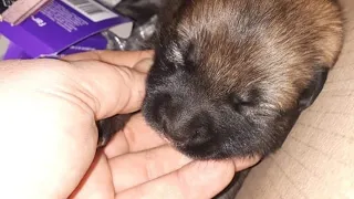 Newborn dog was abandoned in a box crying all alone