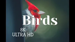 Small Birds 8K ULTRA HD With Names and Sounds