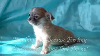 Cha-cha-cha Chihuahua song & lyrics