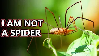 Opiliones facts: they're also known as daddy long legs | Animal Fact Files