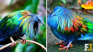 Top 10 Loài Chim Đẹp Nhất Thế Giới Phải May Mắn Lắm Bạn Mới Được Thấy Chúng - Chuyện Lạ Kỳ Thú
