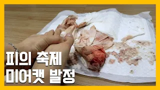 피의축제 미어캣 발정 [냥이아빠]