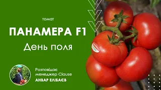 Томат Панамера. Видео, описание, отзывы. Где купить в небольшой фасовке