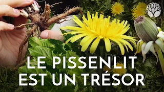 Le pissenlit est un trésor !