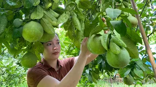 Harvesting Green grapefruit Goes market sell - Farm life