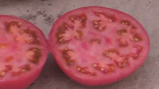 РОЗАЛИН F1 - урожайный розовый томат от компании Саката #семенарозовогопомидора #розовыйтоматрозалин