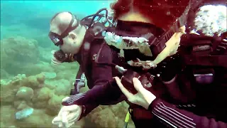 anilao batangas discovery scuba diving couple's underwater date