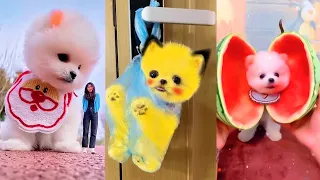 Tik Tok Chó Phốc Sóc Mini 😍 Funny and Cute Pomeranian #297