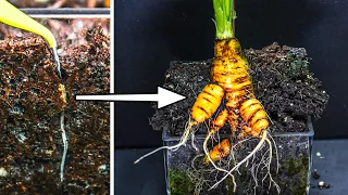 Carrot Growing Time Lapse - Seed to Harvest (80 Days)