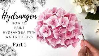 How To Paint Hydrangea with Watercolors 💗 Part 1 💗 Realistic Hydrangea 💗 Pink Flower Art