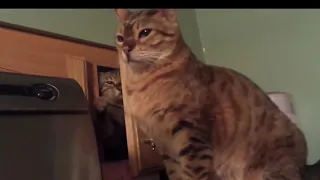 Funny animals -  When animals make jokes  -  Reverse video