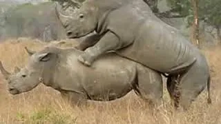 White Rhinos Mating - Sabi Sabi