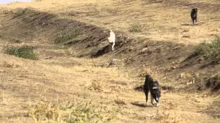 Tajik shepherd dogs after attack