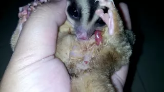[HD] Sugar glider giving birth (upclose and clear!)