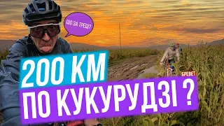 Як шосери бревет по кукурудзі їхали. BRM200 "Вздовж Случа" @ Rivelo. 25.09.21