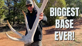 SHED HUNTING | ELK SHEDS | BIGGEST ELK ANTLER BASE EVER!