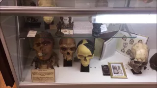 International Cryptozoology Museum