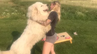 Great Pyrenees warning and negatives