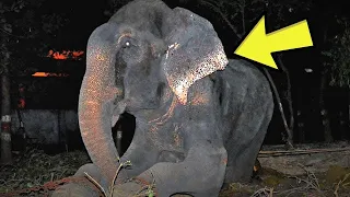 This Elephant Lived In Chains For 50 Years  Just Look At What He Did When He Was Rescued!