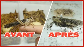 Bien préparer les insectes nourriciers de tes fourmis (TUTORIEL)
