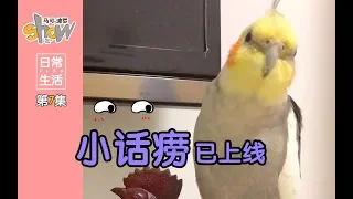 会说话的玄凤鹦鹉很少见，这小家伙还挺能说的！cockatiel