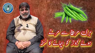 Hari Mirch Sy Martay Howa kabootar ko Bachanay ka Nuskha by Ustad Tariq Gujjar