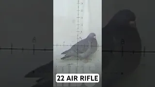 AIR RIFLE PIGEON HUNT #hunting #precisionrifle #airgunning