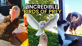 Incredible Birds Of Prey