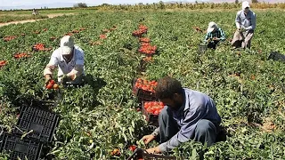 "Village men and women: energetic hands in harvesting local tomatoes"