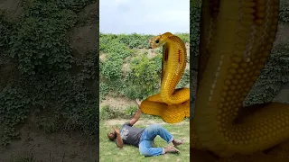 Anaconda Snake in real life P32#shorts#snake #python #snakes #nagin#anaconda #bigsnake