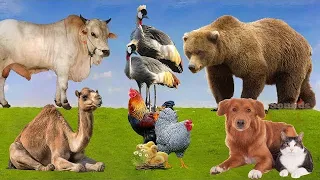 Lovely Animal Sounds: Grey Crowned Crane, Bear, Cow, Dog, Camel, Cat, Rooster | Animal Moments