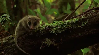 🎥 👉Miércoles de Naturaleza: Monito del Monte