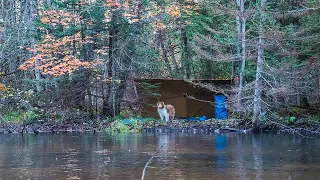 Fall Camping on a Riverbank with My Dog