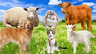 Interesting animals: cow, sheep, dog, cat, goat, ...