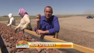 Idaho Potato Harvest