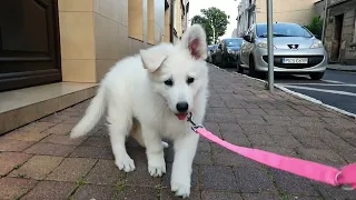 First walk of White Swiss Shepherd 🐶