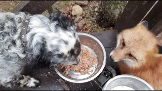 Ли Сяо / Alice the Fox Лиса Алиса (Пока собаки были увлечены едой, лисе досталось угощение)