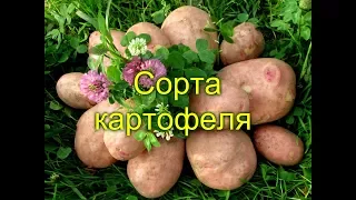 СОРТА КАРТОФЕЛЯ (фото)