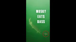 Crazy moment of a GIANT musky eating a bass. How big do you think this fish was??? 🤔🤔🤔