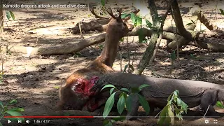 Komodo Dragons Eat Alive Deer || The Real Wildlife -- Komodo dragons attack and eat alive deer