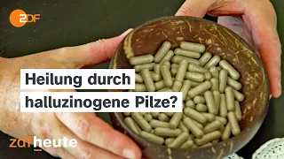 Pilz-Psychedelika als Medizin? "Magic Mushroom"-Therapie auf Jamaika | auslandsjournal