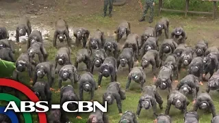 TV Patrol: Higit 500 bagong pulis, dadaan sa SAF training