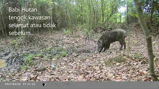 CAMERA TRAP TIDAK DISANGKA MASIH BANYAK HAIWAN-HAIWAN LIAR YANG BERADA DI HUTAN KECIL INI,TERBAIKK