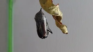 Monarch being born today. time lapse🦋🦋🦋🦋