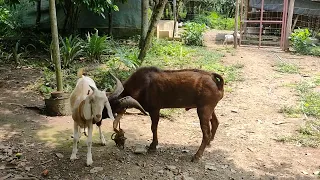 goat breeding season