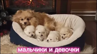 щенки померанского шпица