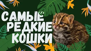 Одни на Миллион! Самые Редкие Кошки