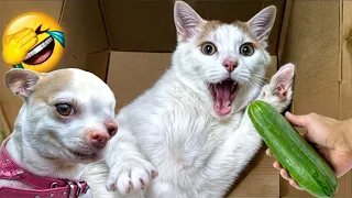 Funniest Animals 😄 New Funny Cats and Dogs Videos 😹🐶 - Part6