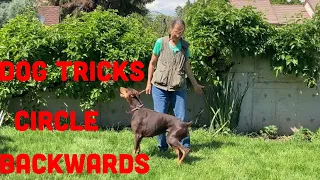How to Train Your Dog to Circle Backwards Around Handler